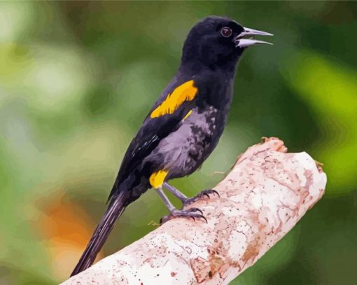 Variable Oriole Paint By Numbers