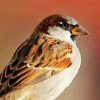 Close Up House Sparrow Paint By Numbers