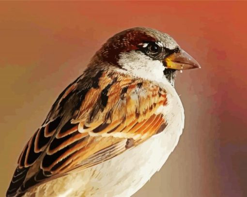 Close Up House Sparrow Paint By Numbers