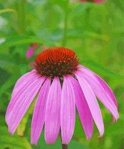Purple Echinacea Paint By Numbers