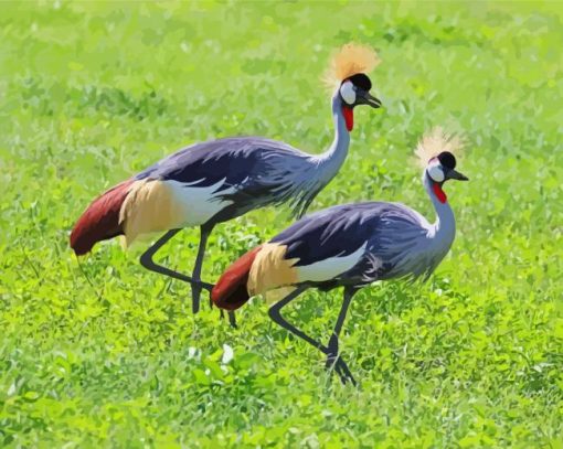 Adorable Grey Crowned Crane Paint By Numbers