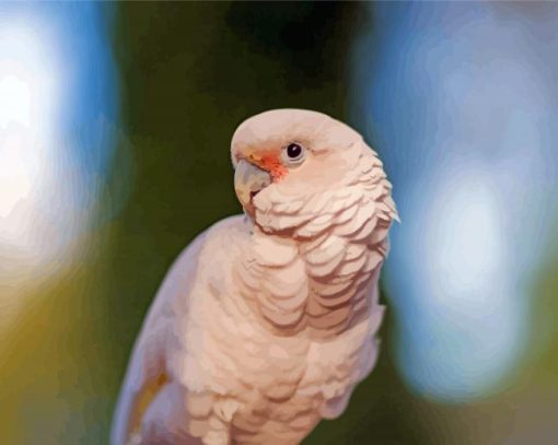Aesthetic Goffins Cockatoo Bird Paint By Number
