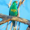 Australian Ringneck Parrot Paint By Numbers