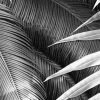 Black And White Plant Leaves Paint By Numbers