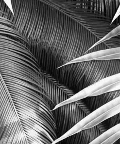 Black And White Plant Leaves Paint By Numbers