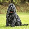Black English Cocker Spaniel Dog Paint By Numbers