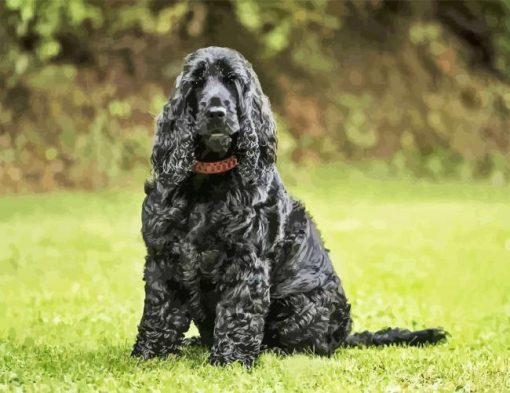 Black English Cocker Spaniel Dog Paint By Numbers