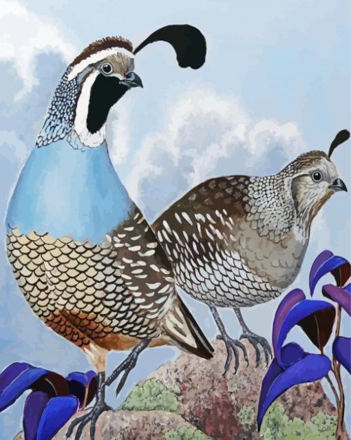 California Quails Birds Paint By Number