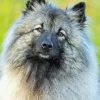 Grey Keeshond Dog Paint By Numbers