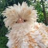 Polish Frizzle Chicken Paint By Numbers