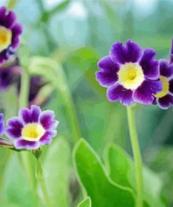 Primula Auriculas Paint By Numbers