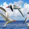 Tropic Sea Birds Paint By Numbers