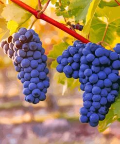Black Grape Vines Paint By Numbers