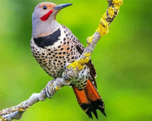 Northern Flicker On Branch Paint By Numbers