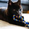 Schipperke Puppy Playing With A Toy Paint By Numbers