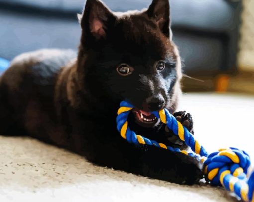 Schipperke Puppy Playing With A Toy Paint By Numbers