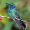 Adorable Mexican Violetear Paint By Number