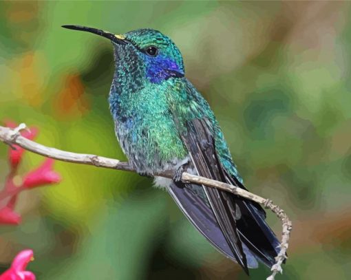 Adorable Mexican Violetear Paint By Number