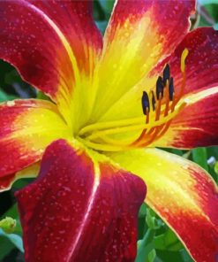 Blooming Daylily Paint By Numbers