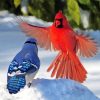 Cardinal And Blue Jay Birds Paint By Numbers