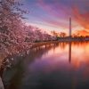 Cherry Blossoms Washington Sunset Paint By Number