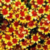 Coreopsis Flowering Plants Paint By Numbers