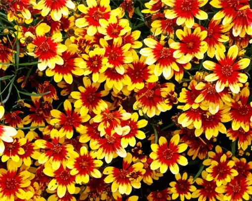 Coreopsis Flowering Plants Paint By Numbers