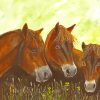Exmoor Ponies Animals Art Paint By Numbers