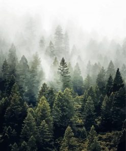 Fog Filled Forest Paint By Numbers