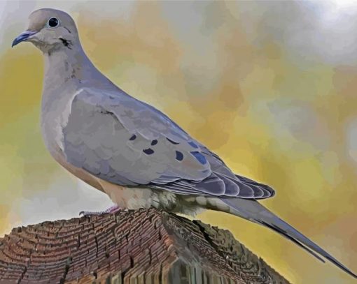 Gray Dove Bird Paint By Numbers