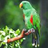 Green Eclectus Parrot Bird Paint By Number