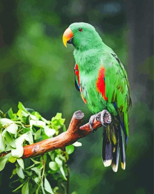 Green Eclectus Parrot Bird Paint By Number