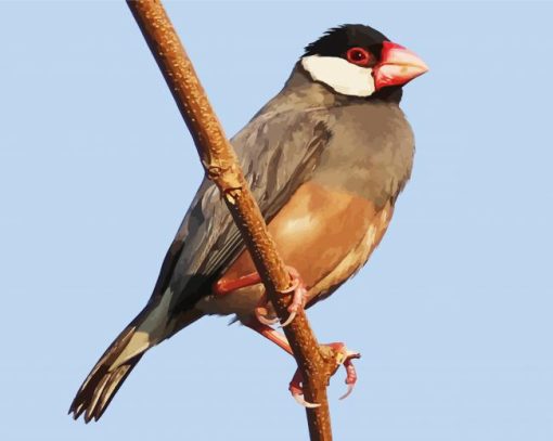 Java Sparrow Paint By Number
