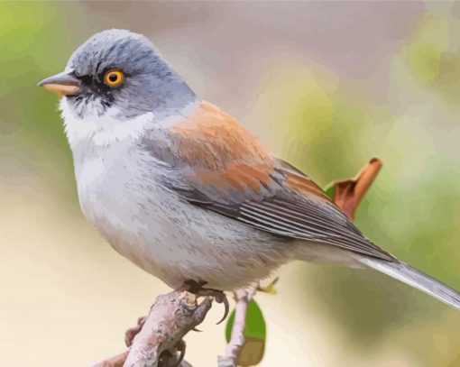 Junco Bird Paint By Numbers