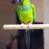 Nanday Conure Parrot Paint By Numbers