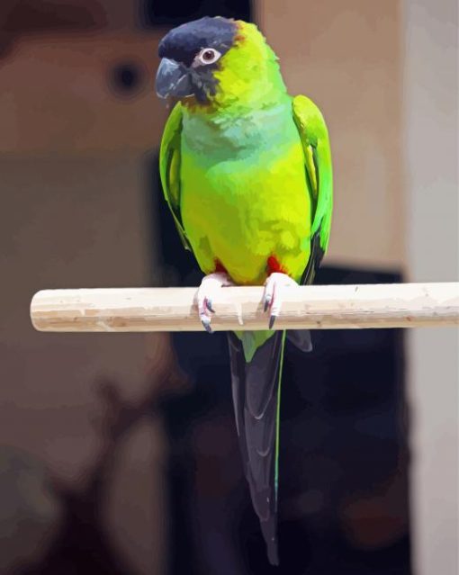 Nanday Conure Parrot Paint By Numbers