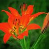 Prairie Lily Illustration Paint By Number