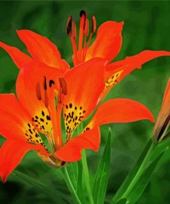 Prairie Lily Illustration Paint By Number