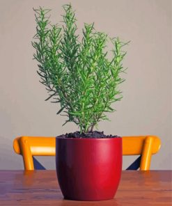 Rosemary In Red Pot Paint By Numbers