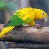 The Golden Conures Paint By Number