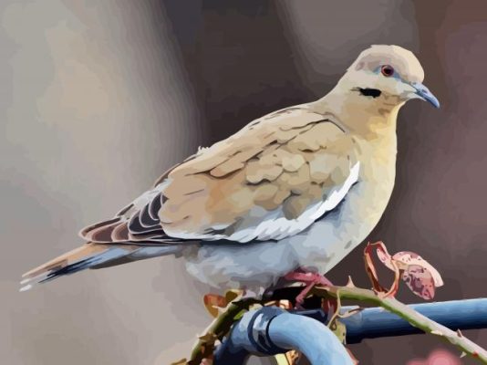 The Gray Dove Bird Paint By Numbers