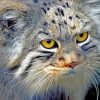 Adorable Manul Cat Paint By Numbers