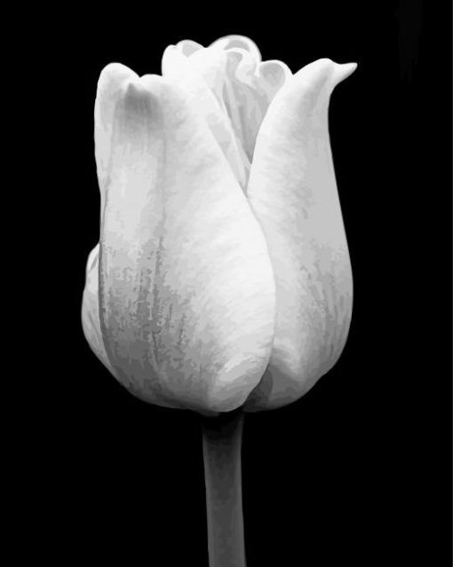 Black And White Tulip Flower Paint By Numbers
