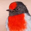 Close Up Red Capped Robin Paint By Numbers