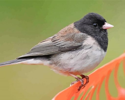 Cute Junco Bird Paint By Numbers