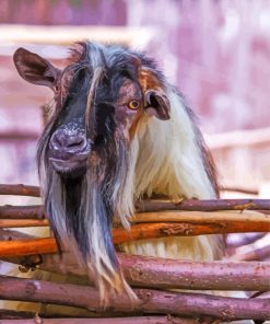 Farm Nigerian Dwarf Goat Paint By Numbers