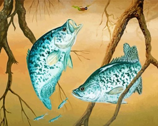 Finshing Crappie Fishes Paint By Number