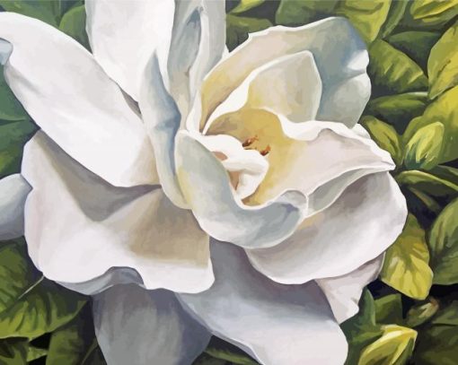 Gardenia Flower Paint By Numbers