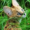 Serval Animal Paint By Numbers