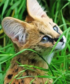 Serval Animal Paint By Numbers